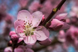 Weinbergpfirsichblüte